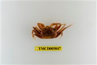 藏品(斯氏沙蟹)的圖片